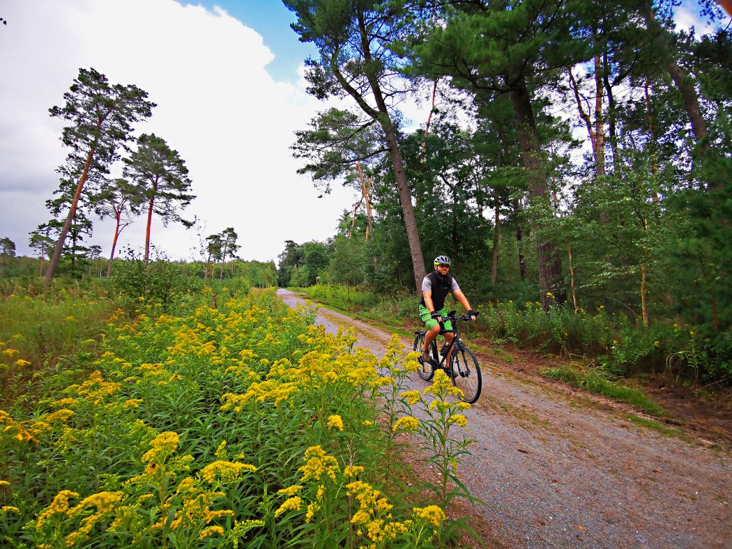 Das Foto zeigt einen Radfahrer in der Haard