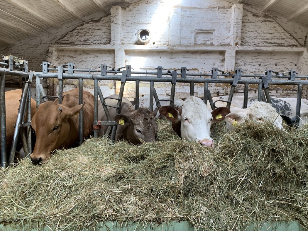 Das Foto zeigt Kühe auf dem Bauernhof Sagel in Bottrop-Kirchhellen