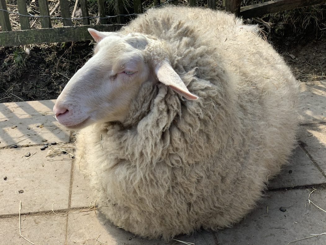 Das Foto zeigt das Milchschaf Edda auf dem Begegnungshof in der Espe mitten in der Elfringhauser Schweiz