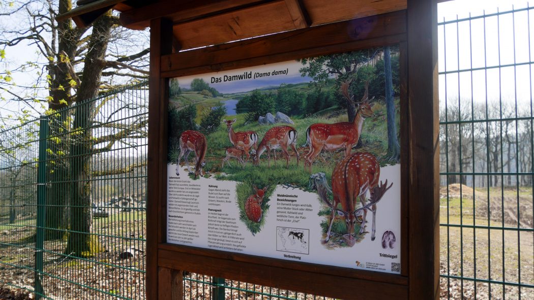 Das Foto zeigt eine Infotafel über Damwild auf dem 3 Türme WEG in Hagen