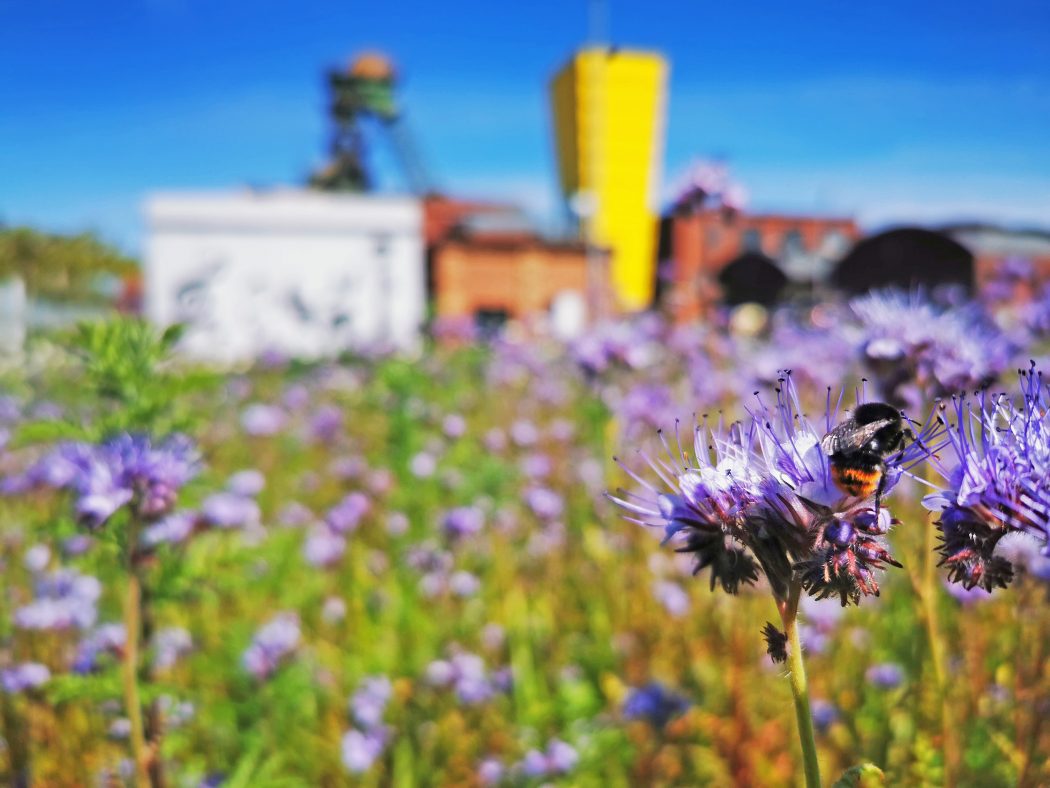 Das Foto zeigt eine Blumenwiese auf dem Gelände der Zeche Westfalen in Ahlen