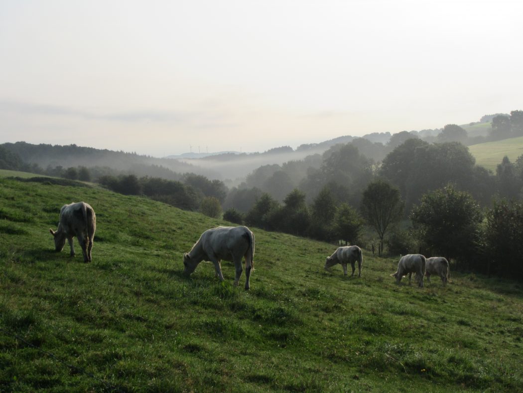 Das Foto zeigt Hühe in Breckerfeld