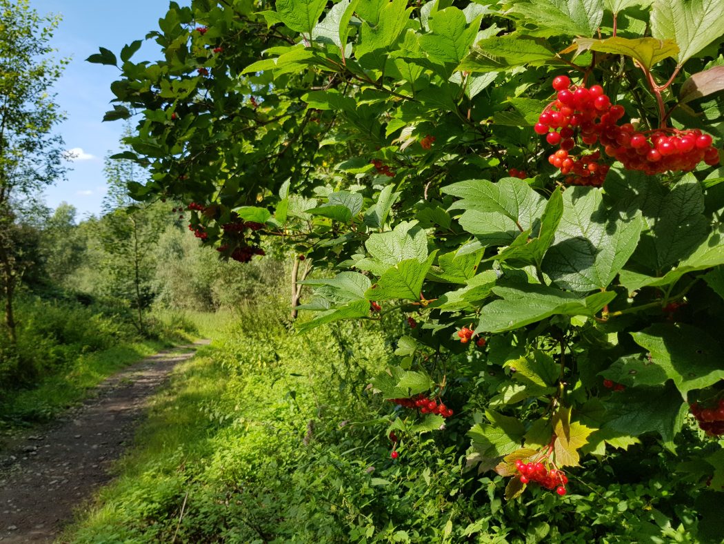 Das Foto zeigt Beeren am Wegesrand des Kettwiger Panoramasteigs