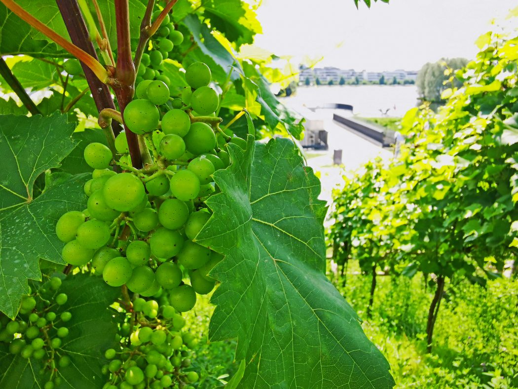 Das Foto zeigt Weinreben am Phoenix See in Dortmund