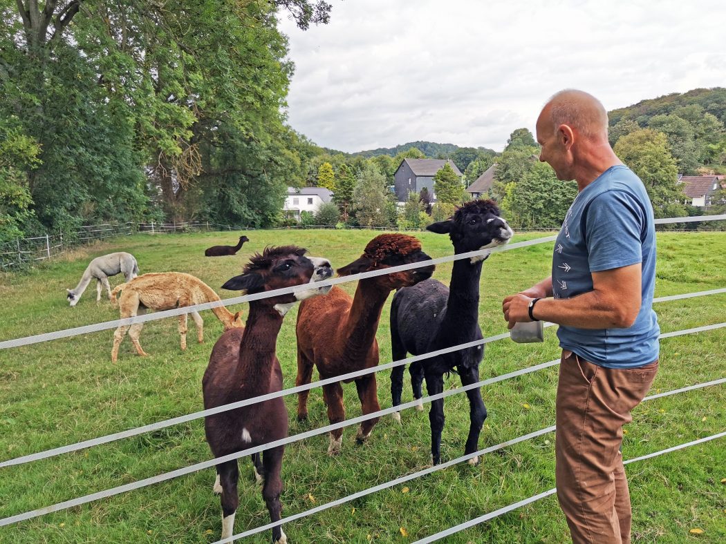 Das Foto zeigt Hans-Jürgen Feldmann mit seinen Hügelland Alpakas in Hattingen