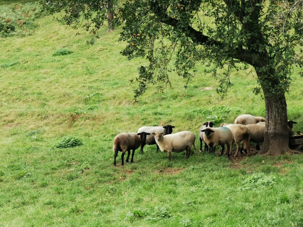 Das Foto zeigt Schafe bei der Wanderung von Hattingen nach Sprockhövel