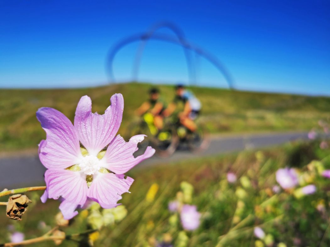 Das Foto zeigt Mountainbiker auf der Halde Hoheward in Herten