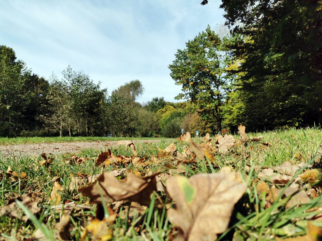 Das Foto zeigt herbstliches Laub bei einem Spaziergang im Ruhrgebiet