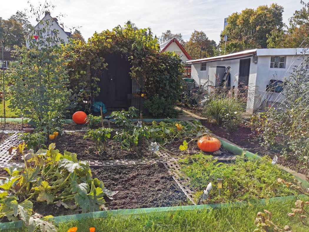 Das Foto zeigt Kürbisse in einem Scherbergarten in Bochum