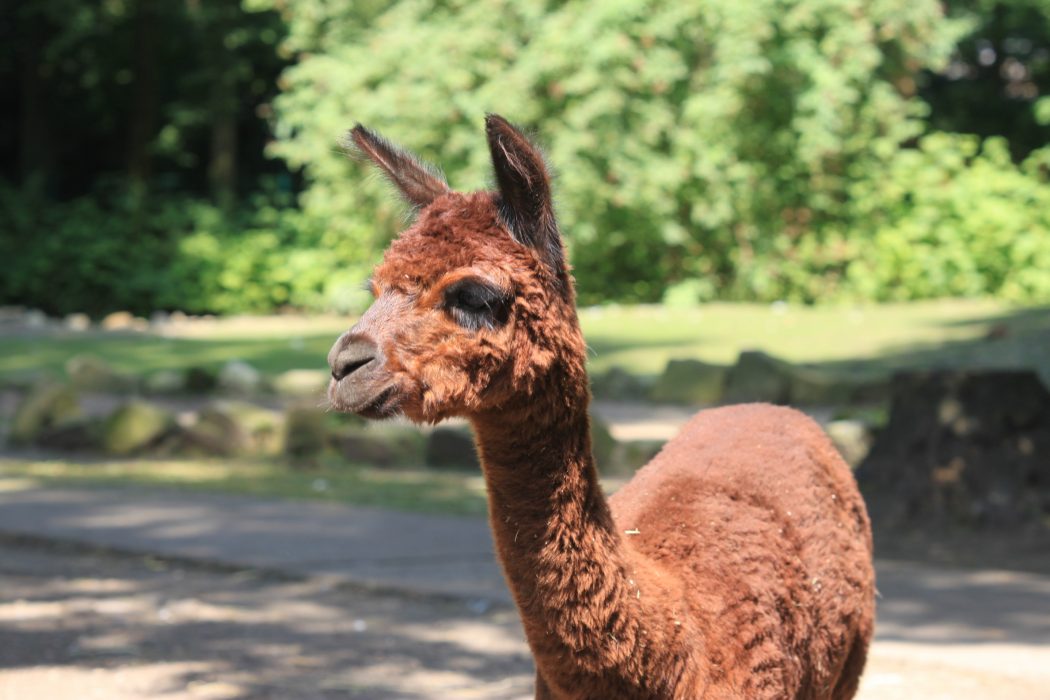 Das Foto zeigt ein Alpaka im Tierpark Hamm
