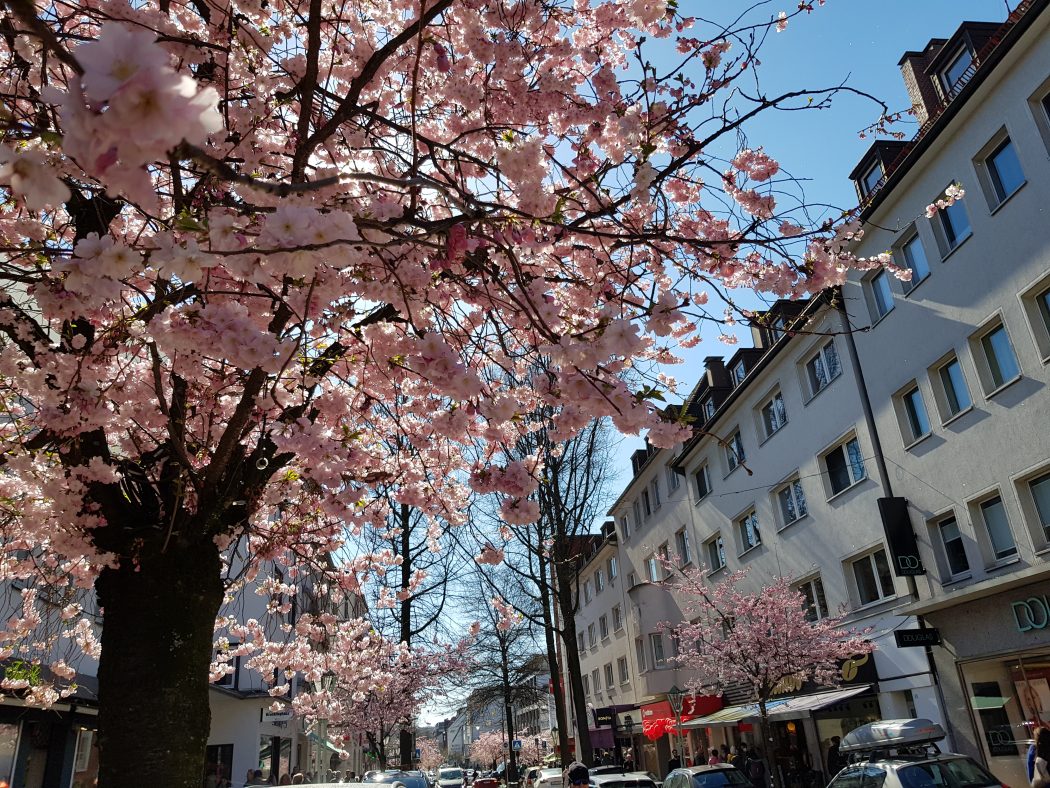 Das Foto zeigt Kirschblüten auf der Rüttenscheider Straße in Essen