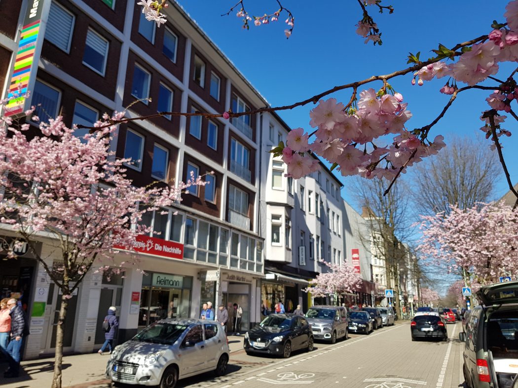 Das Foto zeigt Kirschblüten auf der Rüttenscheider Straße in Essen