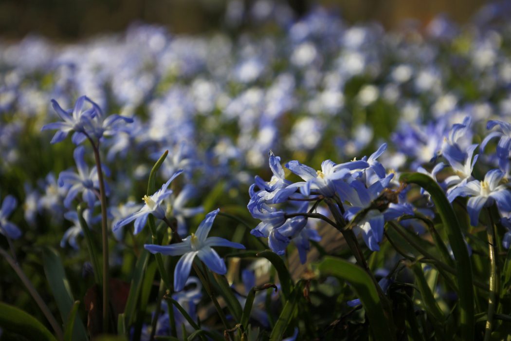 Das Foto zeigt ein Blumenbeet im Kaisergarten Oberhausen