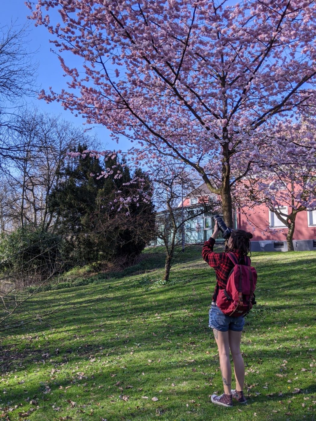 Das Foto zeigt Sarah beim Kirschblüten fotografieren im Kaisergarten