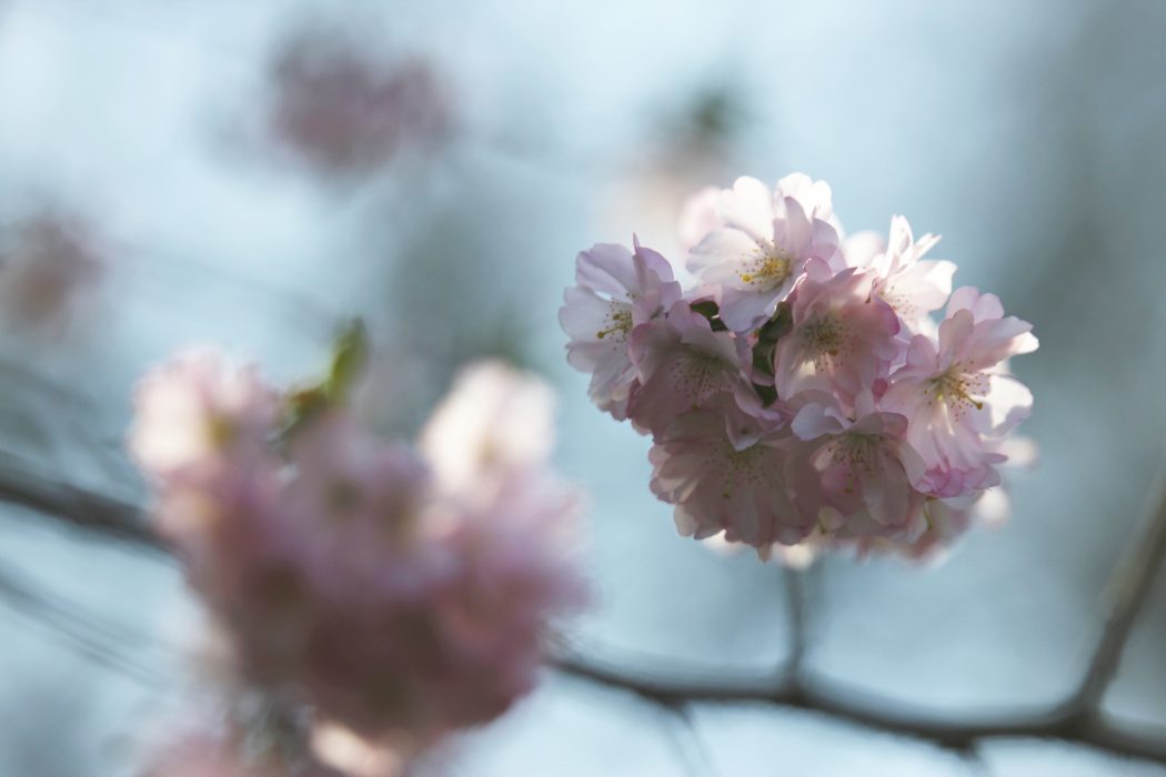 Das Foto zeigt Kirschblüten am Schloss Oberhausen