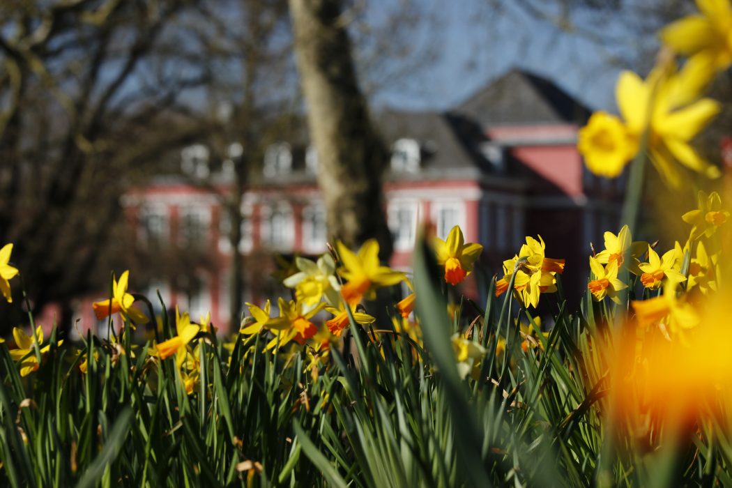 Das Foto zeigt bunte Blüten vorm Schloss Oberhausen