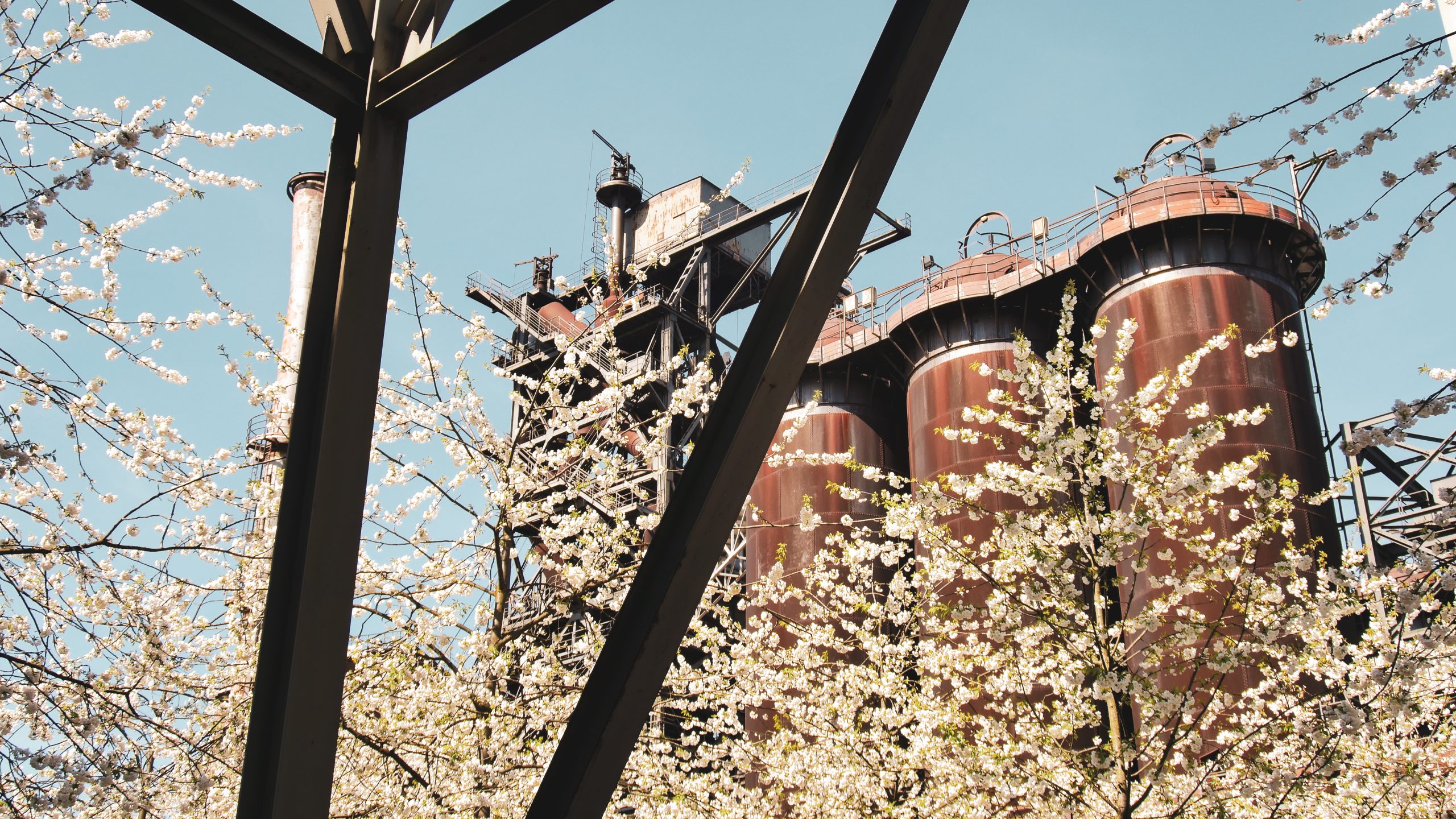 Das Bild zeigt Kirschblüten im Landschaftspark Duisburg-Nord