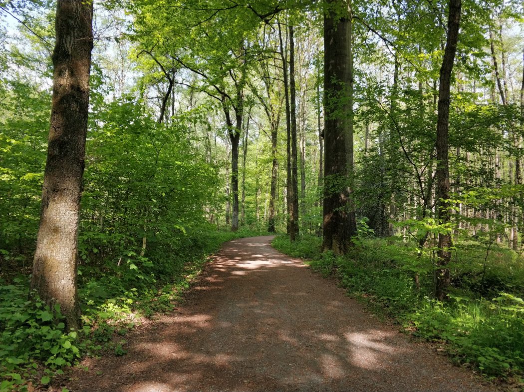 Das Foto zeigt einen schattigen Waldweg in Duisburg fürs Spazieren im Ruhrebiet