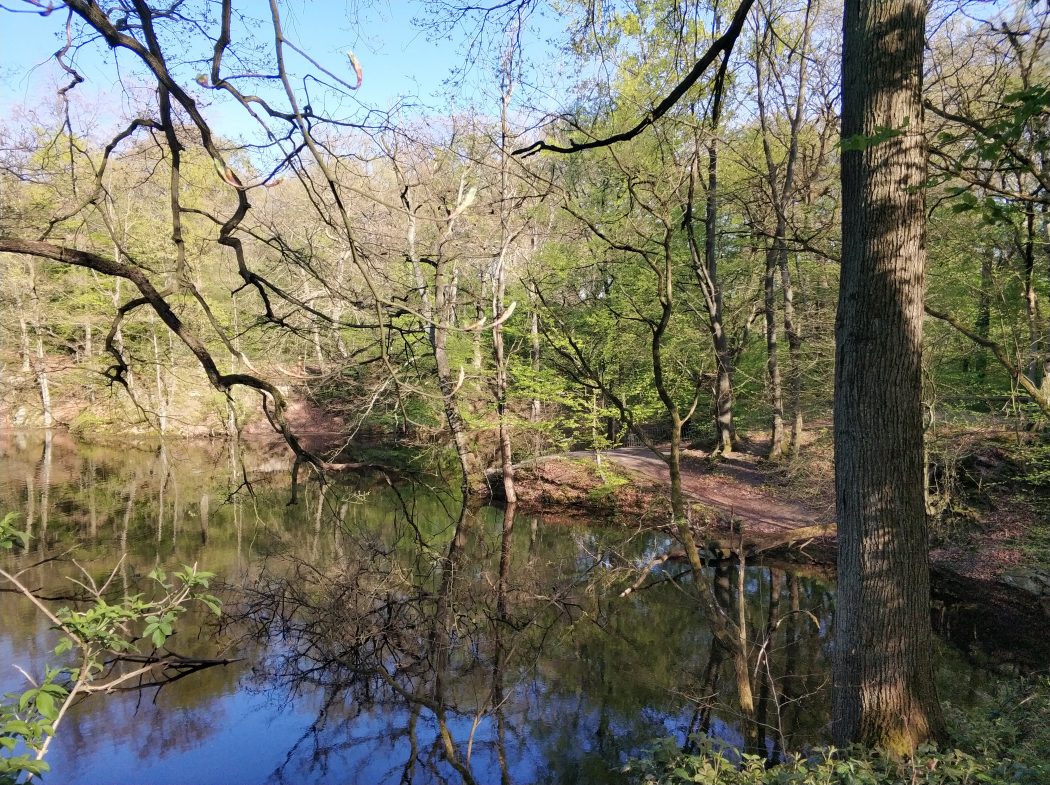 Das Foto zeigt einen kleinen Weiher auf den Überbleibseln eines alten Steinbruchs in einem Wald in Duisburg beim Spazieren im Ruhrebiet