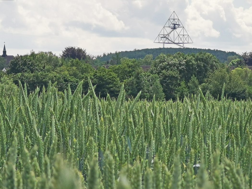 Das Foto zeigt ein Feld mit Blick auf den Tetreaeder in Bottrop