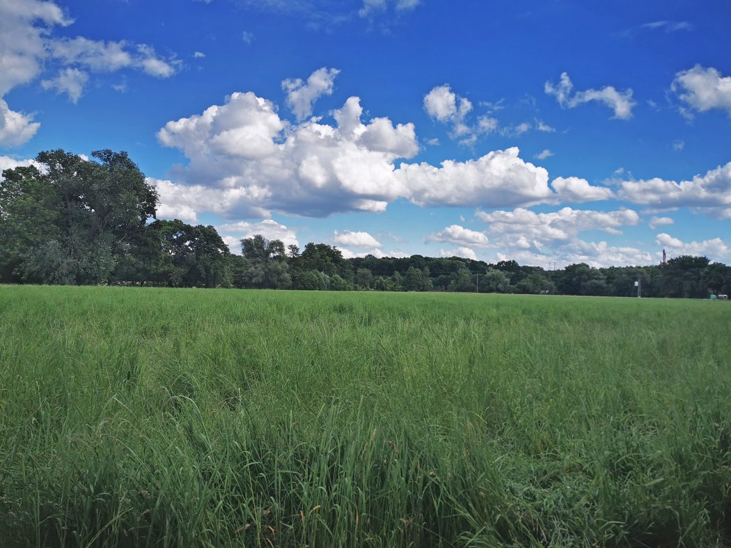 Das Foto zeigt ein sattes Feld im radrevier.ruhr