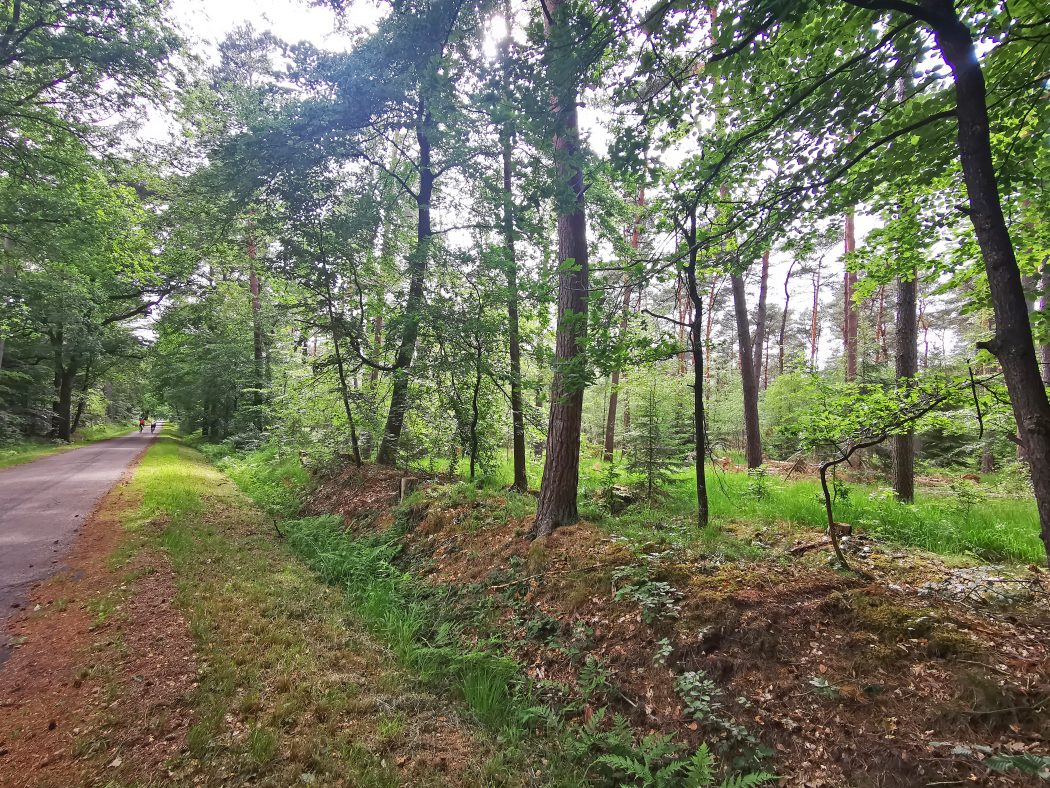 Das Foto zeigt ein aspaltiertes Waldstück im Kreis Wesel