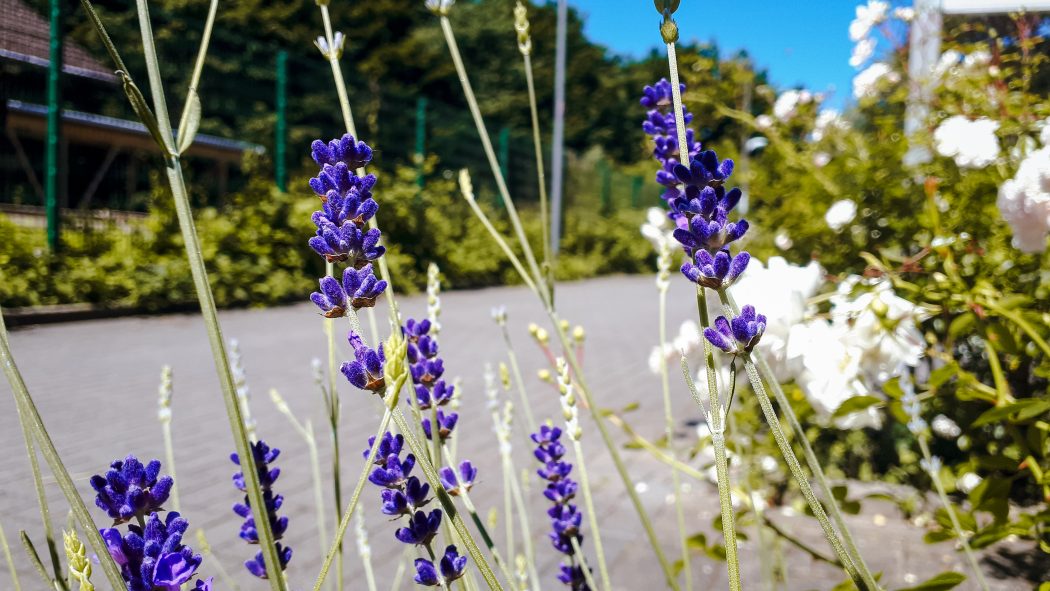 Das Foto zeigt Lavendel auf der springorumtrasse in Bochum