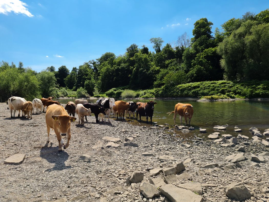 Das Foto zeigt Kühe an der Ruhr in Hattingen