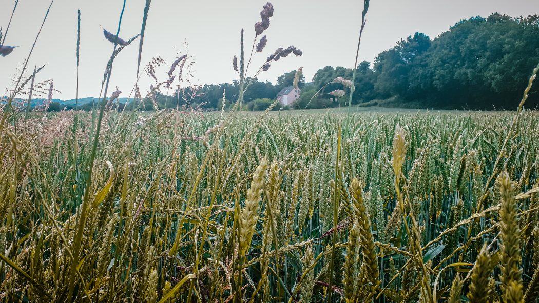 Das Foto zeigt ein Feld auf der Radtour durch Bochum