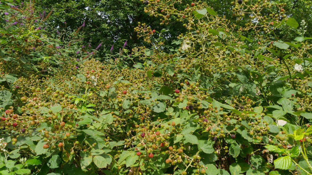 Das Foto zeigt Brombeersträucher bei einer Wanderung in Essen