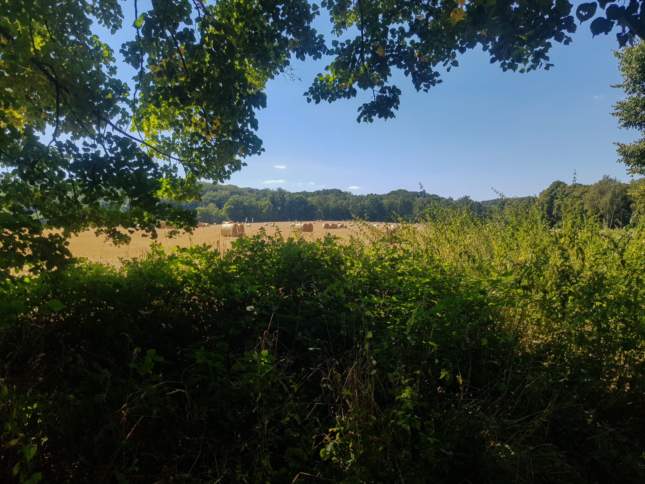 Ds Foto zeigt ein Feld in Dortmund Syburg