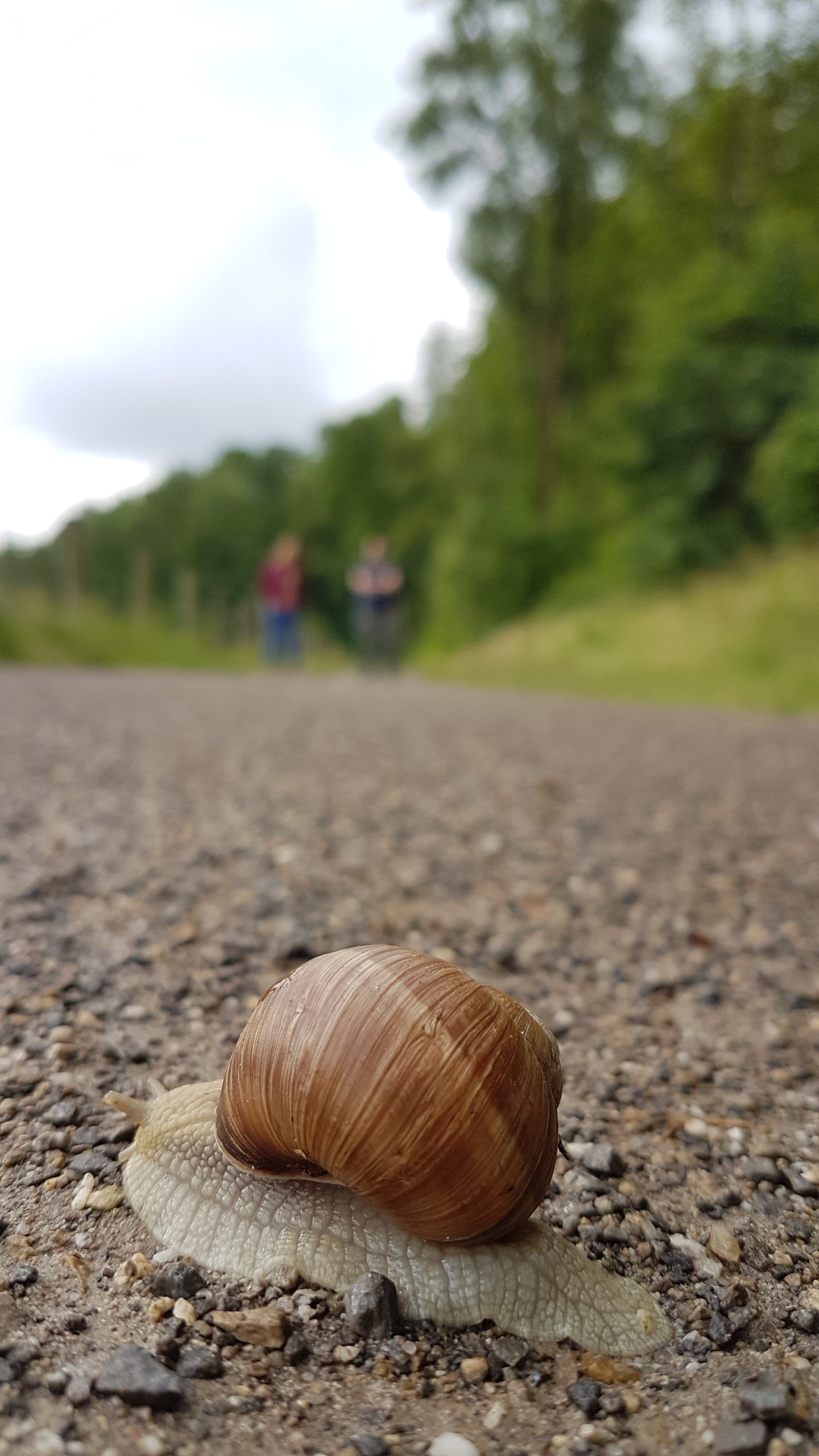 Das Foto zeigt eine Schnecke auf dem ZollvereinSteig