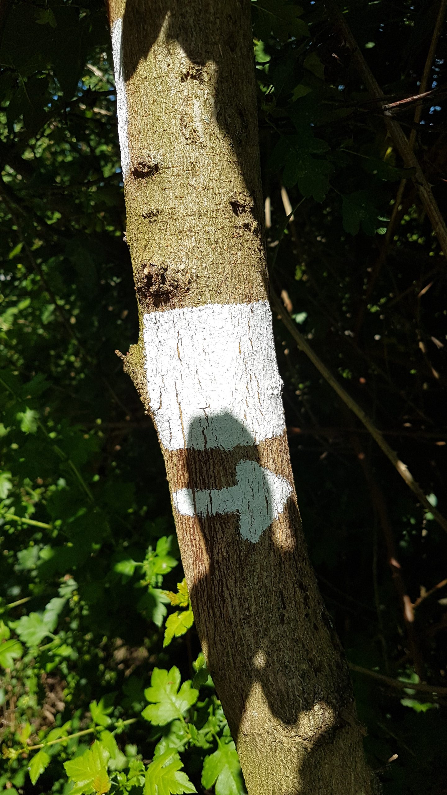 Das Foto zeigt einen Baum am ZollvereinSteig