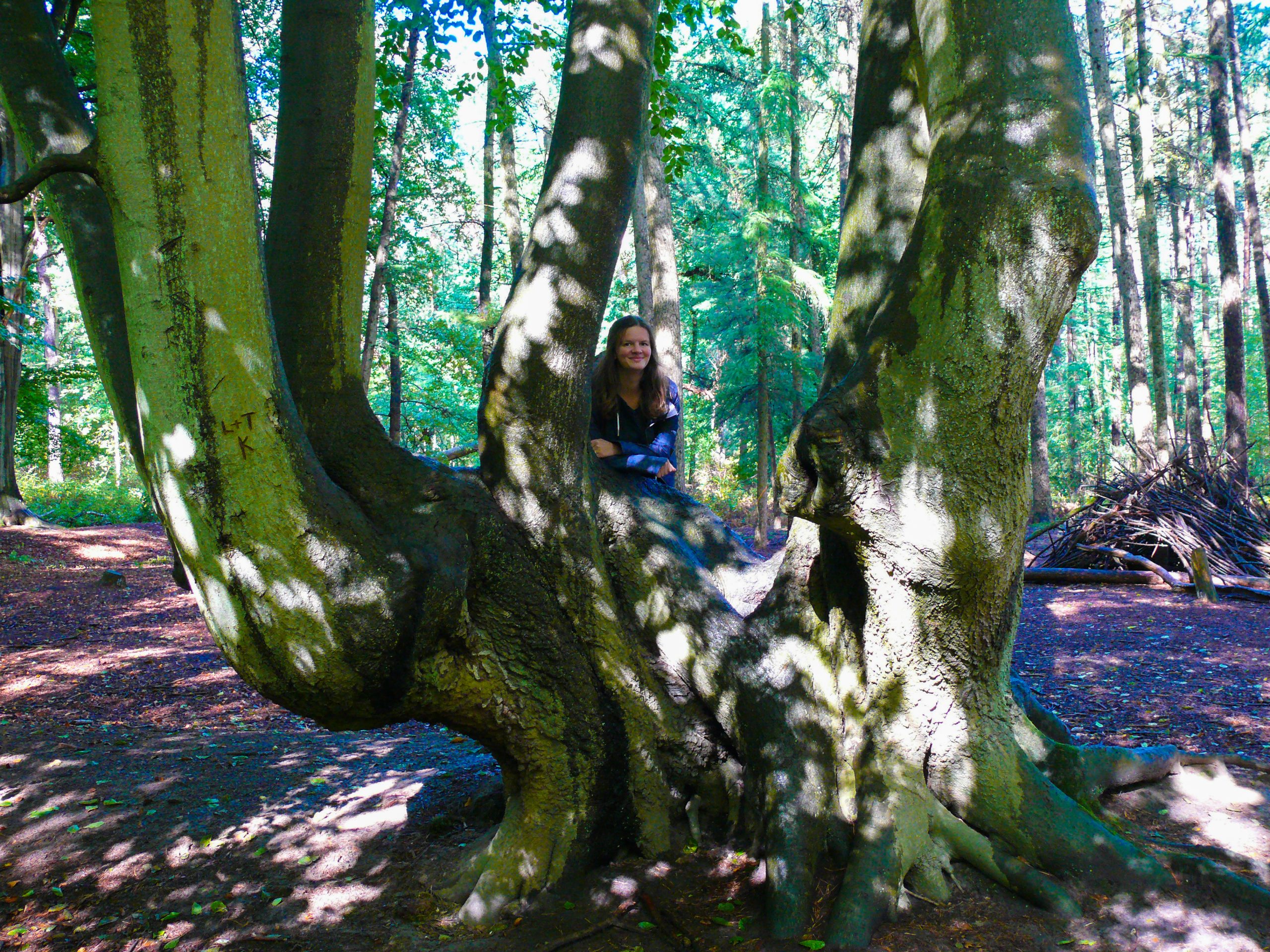 Das Bild zeigt das Wandergebiet Haard in Datteln