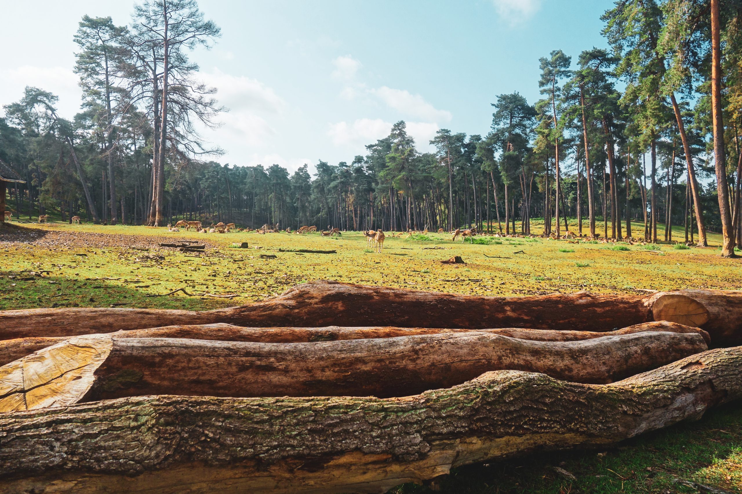 Das Bild zeigt die Landschaft im Wildpark Granat