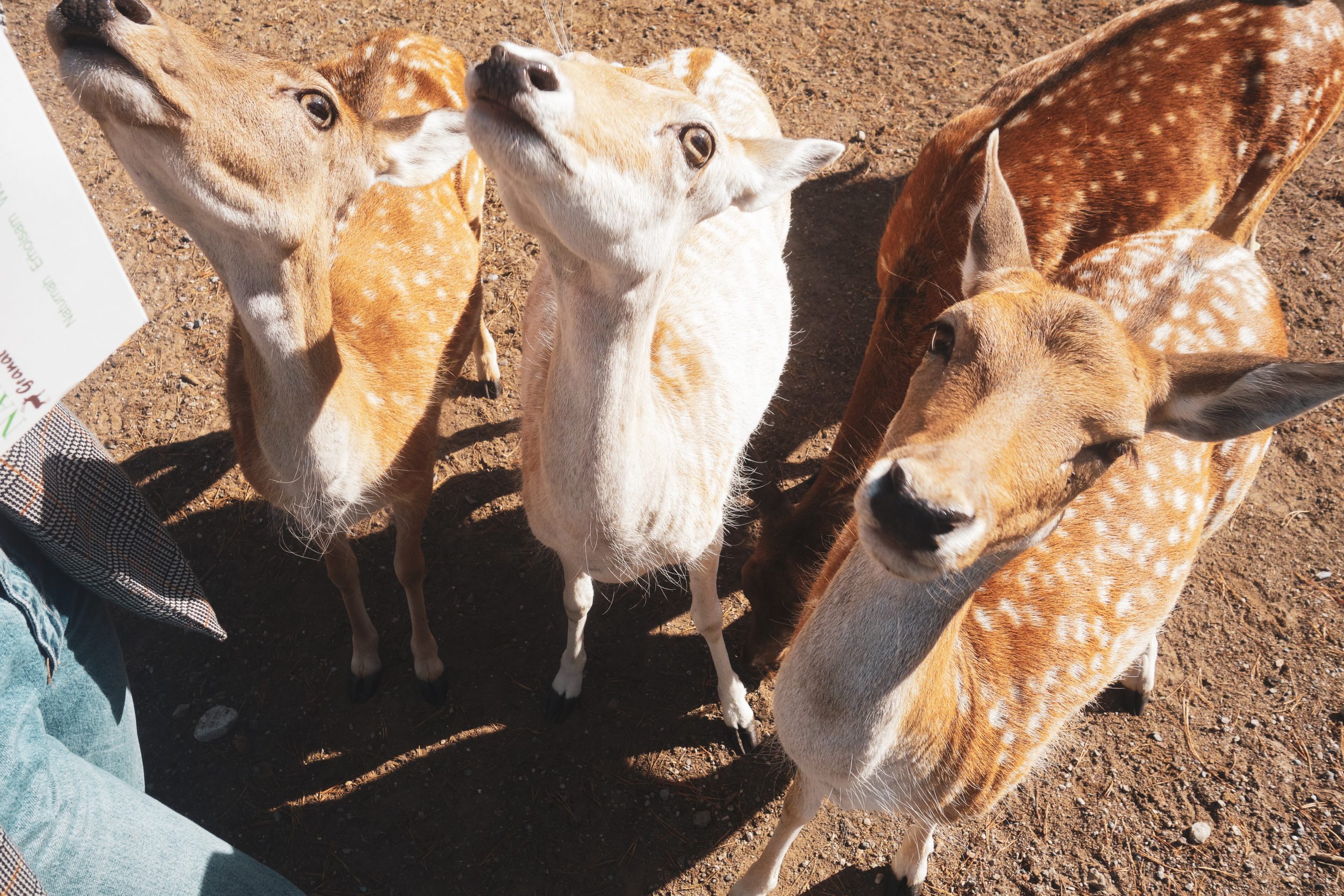 Das Foto zeigt Tiere im Wildpark Granat