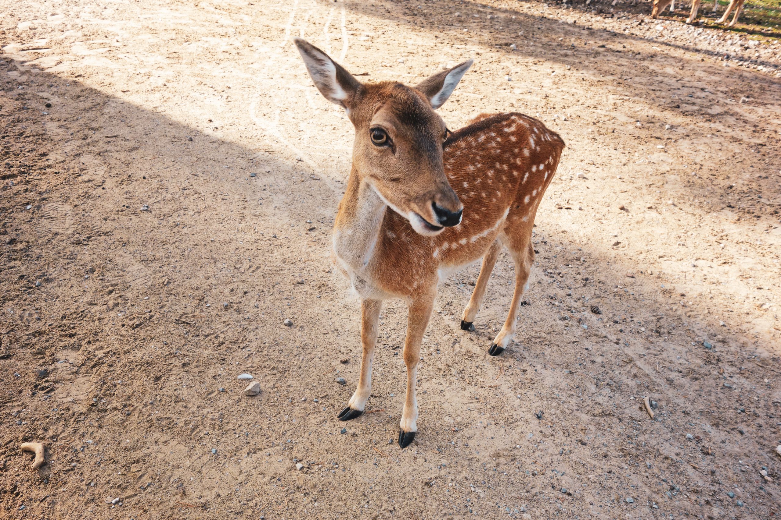 Das Bild zeigt eine Hirschkuh im Wildpark Granat