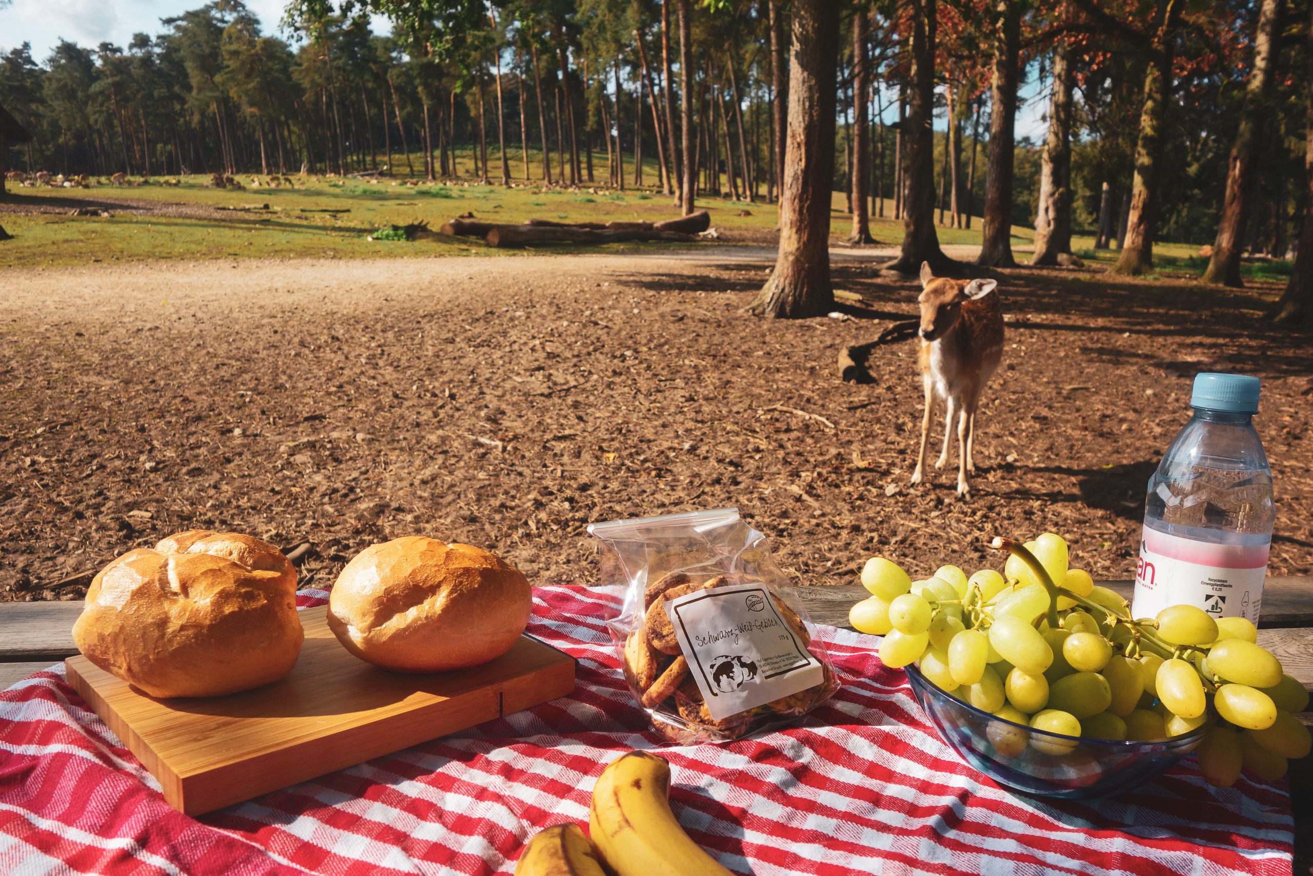 Das Bild zeigt ein Picknick im Wildpark Granat