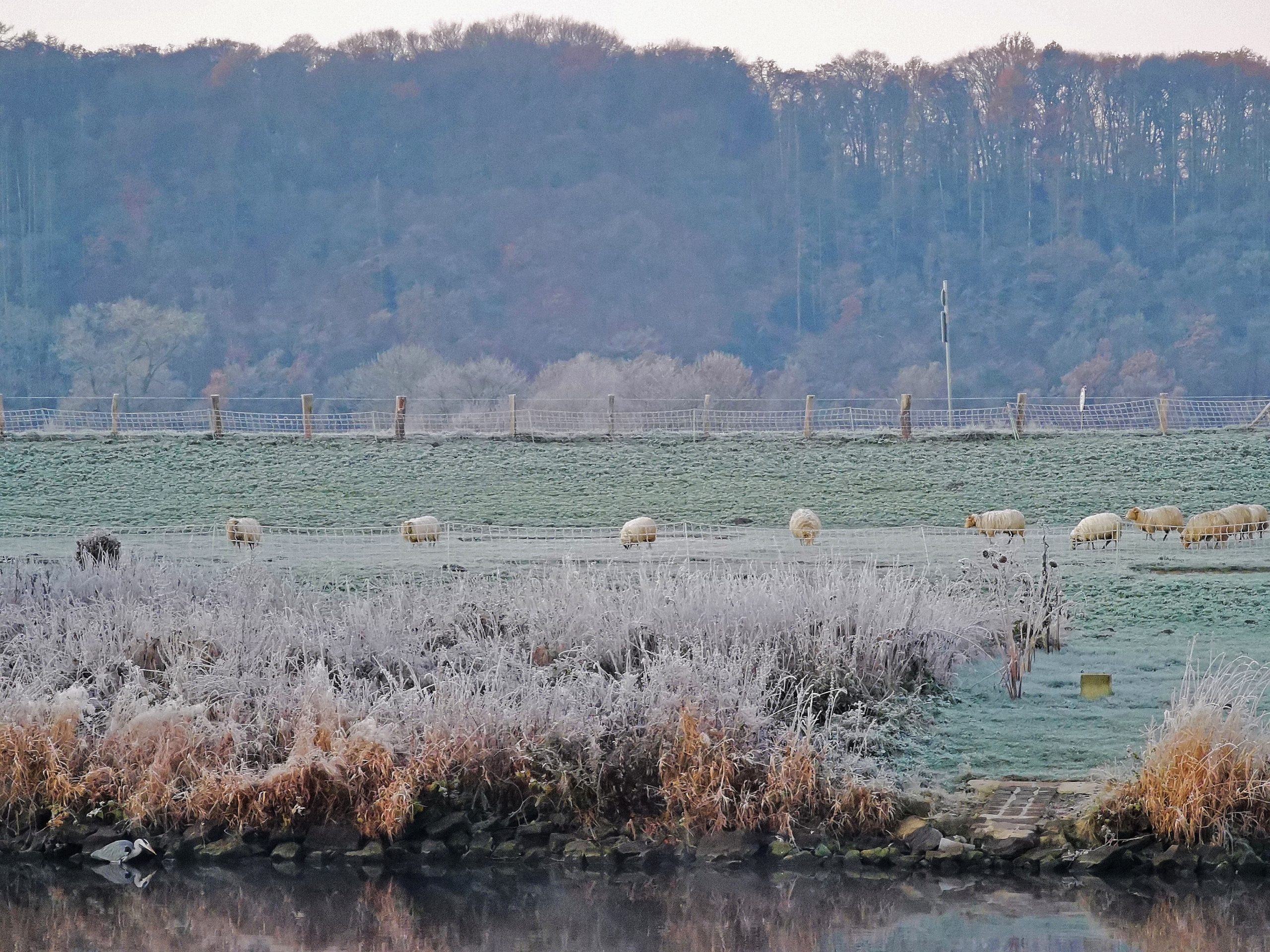 Das Foto zeigt Schafe und einen Reier an der Ruhr in Mülheim an der Ruhr im Winter im Morgengrauen