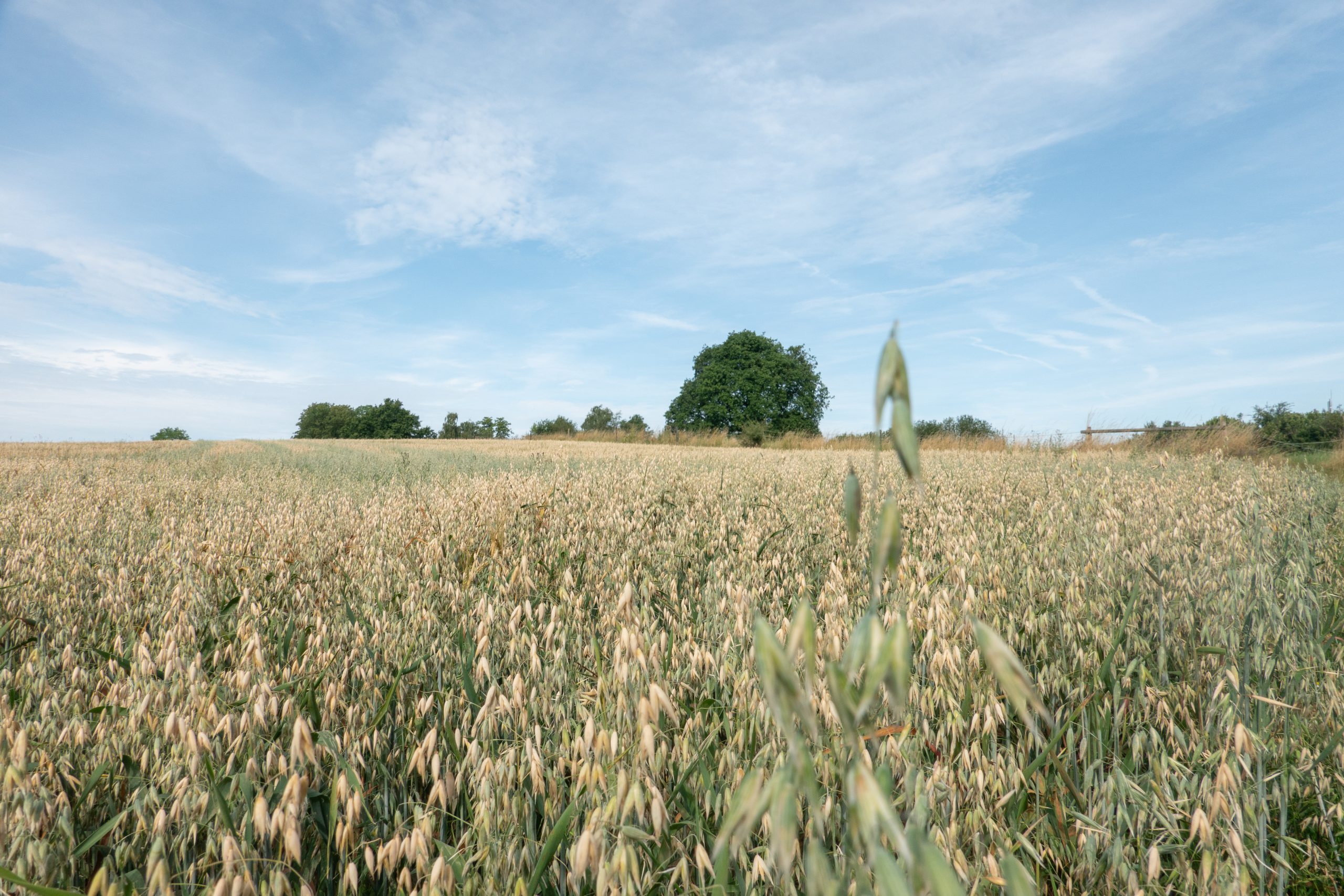 Das Foto zeigt ein Feld in Mülheim an der Ruhr