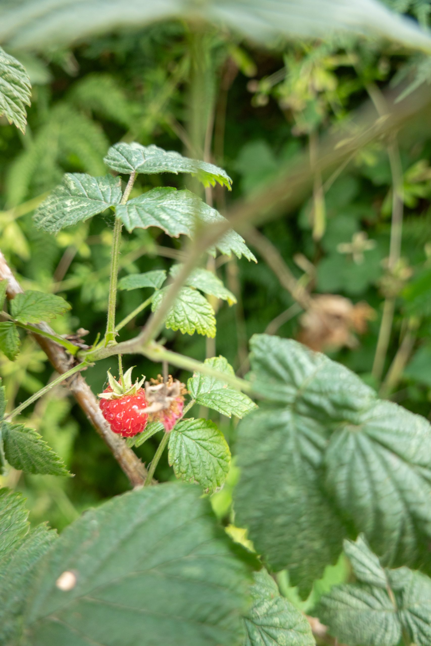 Das Foto zeigt eine wilde Himbeere an einem Wanderweg in Essen