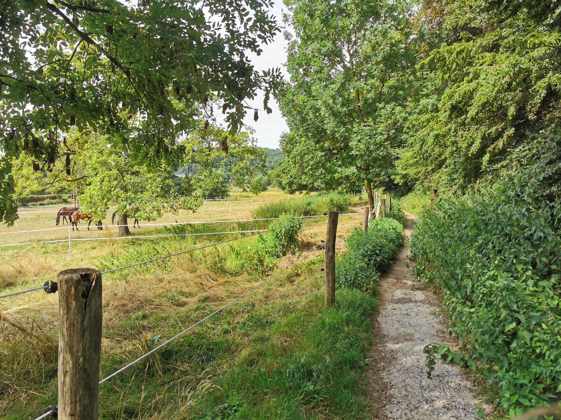 Das Foto zeigt einen Wanderweg neben einer Pferdekoppel in Essen