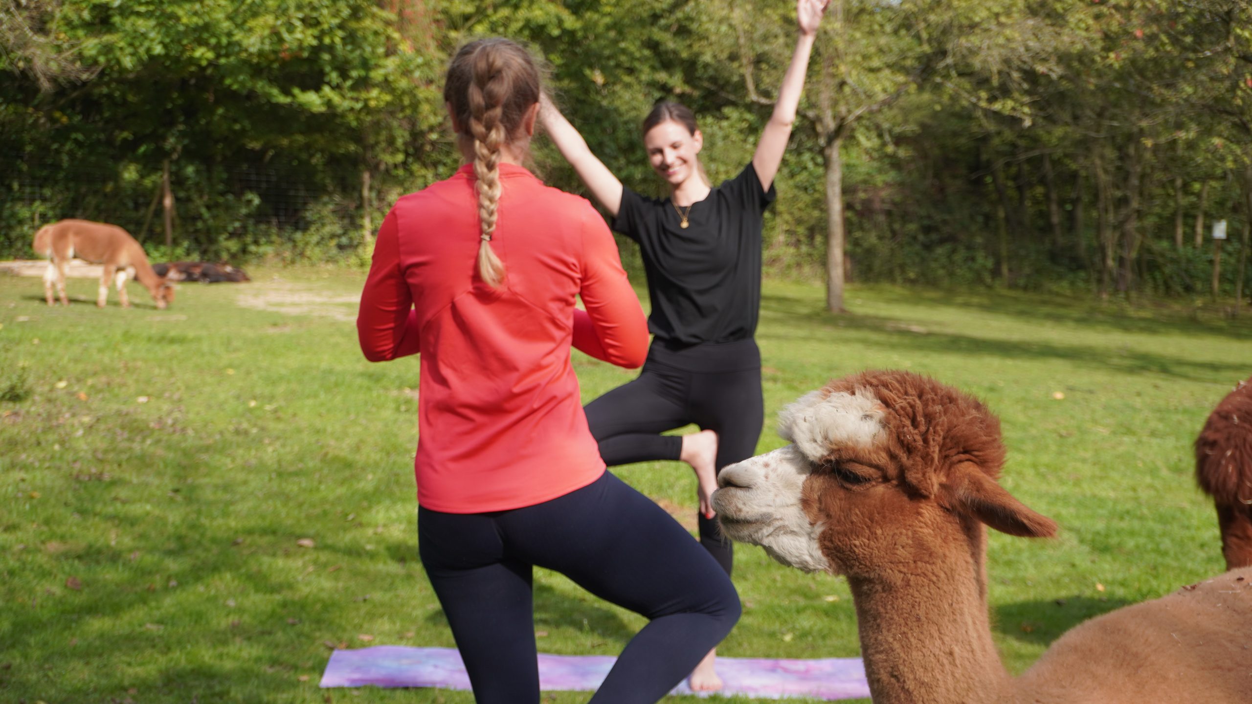 Das Foto zeigt Alpaka-Yoga bei Daniels kleine Farm in Castrop Rauxel.