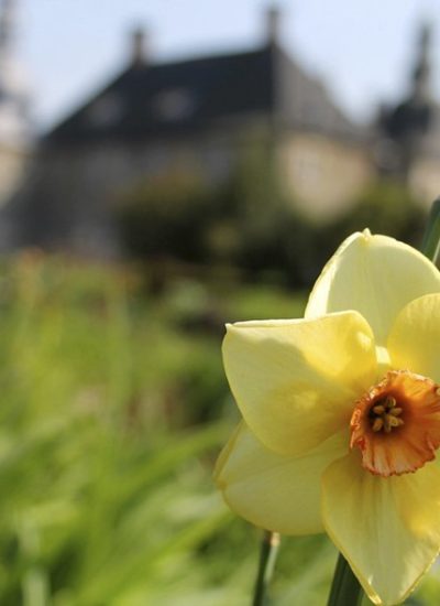 Das Foto zeigt das Schloss Lembeck in Dorsten hinter einer frühlingshaften Blume.