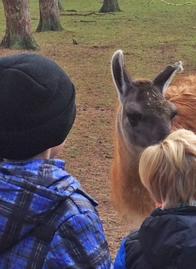 Kinder und Lama im Naturwildpark Granat