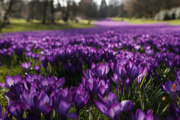 Das Foto zeigt Krokusse im Rombergpark in Dortmund