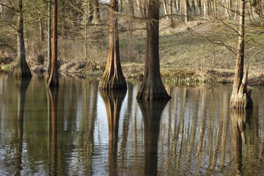 Das Foto zeigt Bäume in einem kleinen Teich im Rombergpark in Dortmund