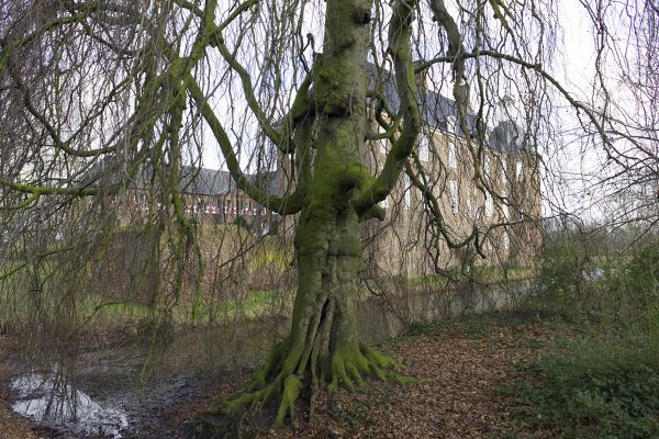 Das Foto zeigt einen märchenhaften Baum vorm Schloss Ringenberg in Hamminkeln