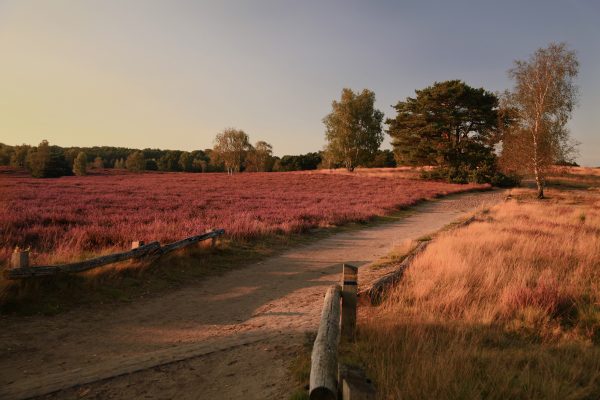 Das Foto zeigt die Westruer Heide in Haltern am See in voller Blüte