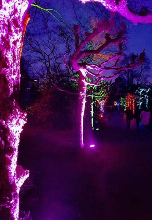 Das Foto zeigt bunt beleuchtete Wege beim Parkleuchten im Grugapark Essen